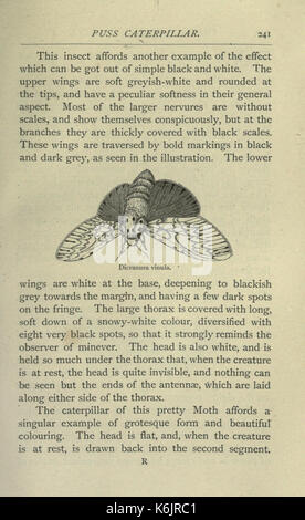 Gemeinsame britische Insekten von den typischen Käfer, Motten und Schmetterlinge von Großbritannien (Seite 241) BHL 20045560 Stockfoto