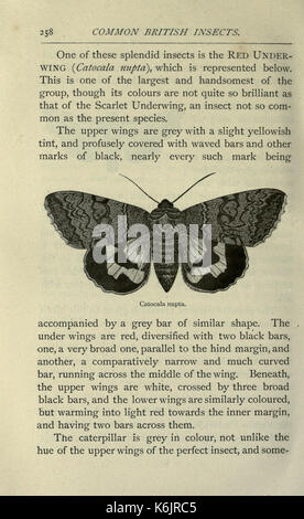 Gemeinsame britische Insekten von den typischen Käfer, Motten und Schmetterlinge von Großbritannien (Seite 258) BHL 20045577 Stockfoto