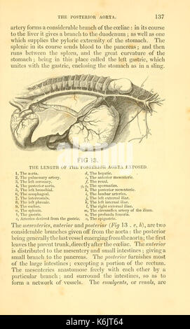 Blaines umreißt der tierärztlichen Kunst, oder, eine Abhandlung über die Anatomie, Physiologie und heilende Behandlung der Krankheiten des Pferdes, und nachrangig, die von gepflegten Rinder und Schafe (Seite 137) BHL 21191910 Stockfoto
