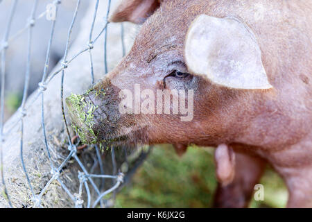 Red Wattle Schwein (Sus scrofa domesticus) Close-up. Stockfoto