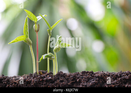 Grüne Sojasprossen auf Boden in das Gemüse Garten und Natur Bokeh Hintergrund für Konzept des Wachstums und der Landwirtschaft. Stockfoto