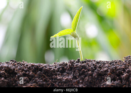 Grüne Sojasprossen auf Boden in das Gemüse Garten und Natur Bokeh Hintergrund für Konzept des Wachstums und der Landwirtschaft. Stockfoto