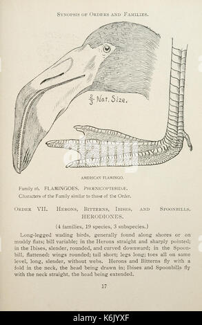 Farbe Schlüssel für nordamerikanische Vögel (Seite 17) BHL 7583572 Stockfoto