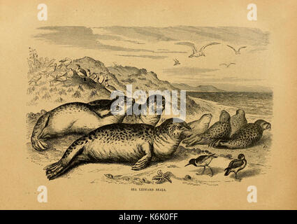 Cassell's Natural History (Seite 242) (6904733854) Stockfoto