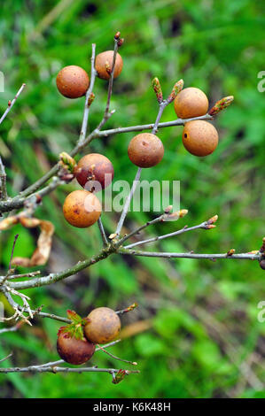 Eiche Marmor Gall (Andricus kollari) Stockfoto