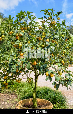 Orange Früchte am Baum der Ovale Kumquat oder Fortunella Margarita mit grünen Blättern in den Topf Stockfoto