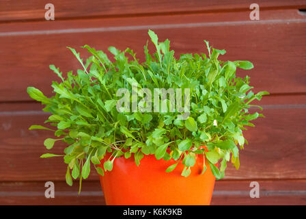 Wachsende frische Rucola in einem Topf Stockfoto