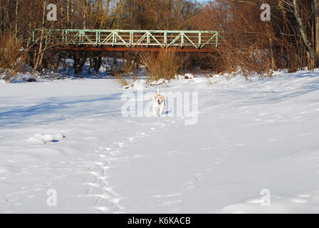 Beagle Hund durch den Schnee laufen im Winter Stockfoto