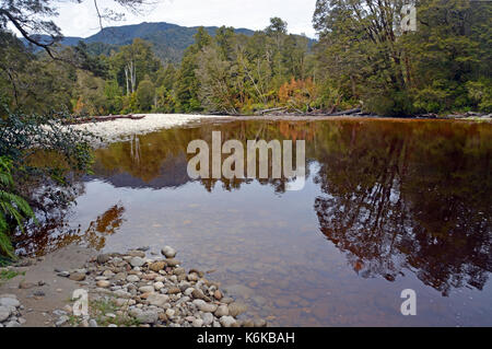 Spiegelungen im Wasser der Oparara River in der Nähe von Karamea, Westküste Neuseeland. Beachten Sie die erstaunliche Golden Brown Kaffee Farbe des Wassers befleckt durch Stockfoto