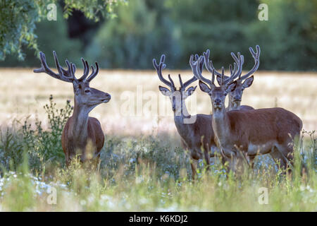 Red Deer Hirsch (Cervus elaphus) auf Schnarchen Airfield, Norfolk Stockfoto