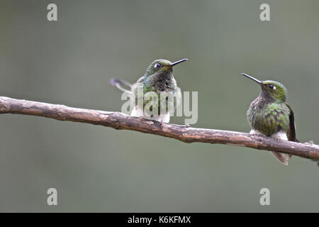 Kolumbien. Stockfoto