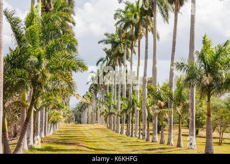 Kubanischen Royal Palms (roystonea Regia) über dem Eingang in die Provinz Cienfuegos Botanischer Garten (Jardin Botanico Soledad de Cienfuegos) Cienfuegos Stockfoto