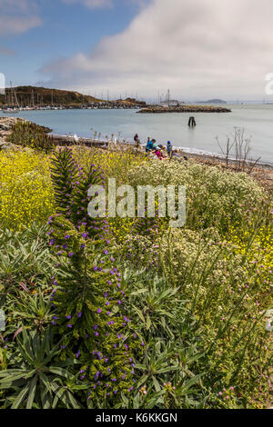 Flora, Vegetation, Menschen, Familien, Touristen, Besucher, Fort Baker, Stadt Sausalito, Marin County, Kalifornien, USA, Nordamerika Stockfoto