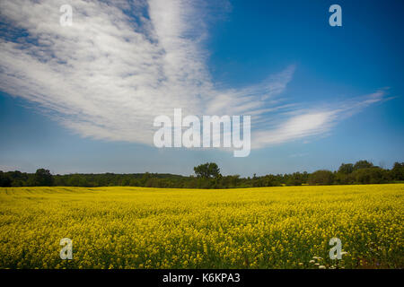 Ansicht der blühenden gelben Raps Feld unter blauem Himmel im Sommer in Collingwood, Ontario Stockfoto