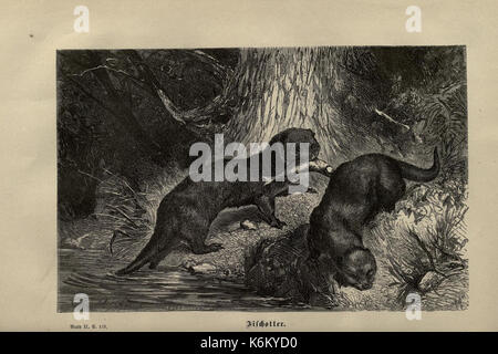Brehms thierleben, allgemeine Kunde des thierreichs (8347045574) Stockfoto