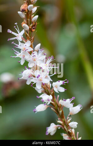 Lila anthered weiße Blumen in die Spitzen des Sommers bis in den Herbst blühende Staude, Persicaria amplexicaulis 'Alba' Stockfoto