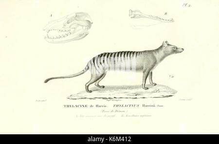 Centurie zoologique, ou, Choix d'Animaux rares, Nouveaux ou imparfaitement connus (5913193517) Stockfoto