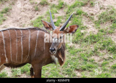 Nyala tierischen in Safari afrikanische Hirsche in der Wiese. Stockfoto