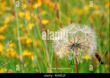 Jack-gehen-zu Bett-at-Mittag (Tragopogon pratensis) Stockfoto