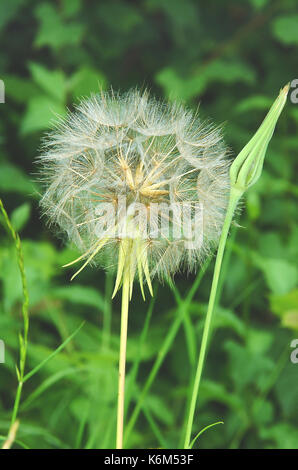 Jack-gehen-zu Bett-at-Mittag (Tragopogon pratensis) Stockfoto