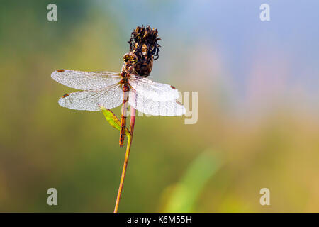 Schöne Libelle am frühen Morgen bei Sonnenaufgang im Sommer Wiese. Tau Tropfen auf die Flügel einer Libelle Stockfoto