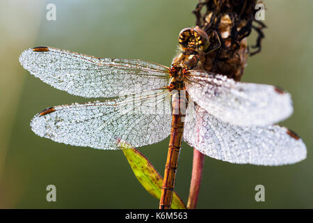 Schöne Libelle am frühen Morgen bei Sonnenaufgang im Sommer Wiese. Tau Tropfen auf die Flügel einer Libelle Stockfoto