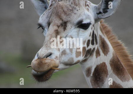 Eine majestätische Giraffe genießt einen Imbiss und greift mit ihrem langen Hals anmutig nach Blättern. Die Schönheit der Natur wird in jedem Detail erfasst Stockfoto