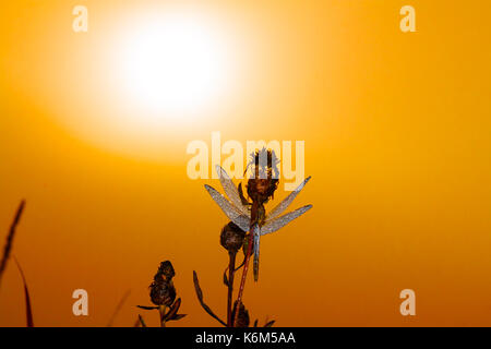 Schöne Libelle am frühen Morgen bei Sonnenaufgang im Sommer Wiese. Tau Tropfen auf die Flügel einer Libelle Stockfoto