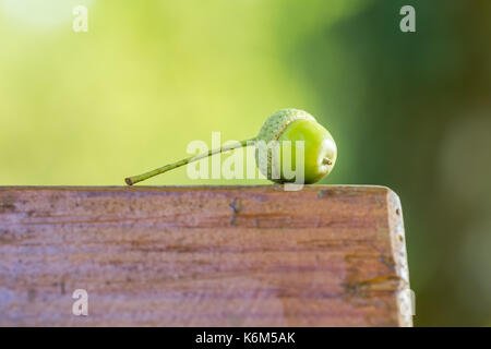 Grüne acorn auf einem braunen Sitzbank Stockfoto