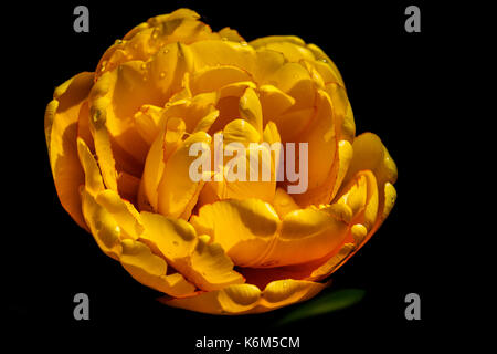 Gelbe Blume mit Wassertropfen auf schwarzem Hintergrund Stockfoto