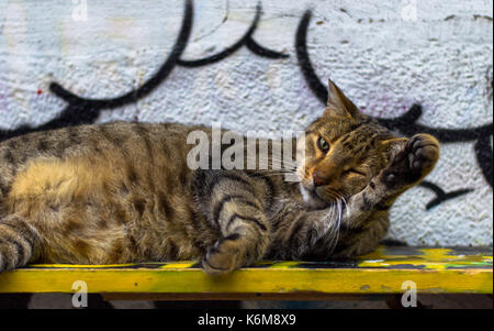 Katze in ein Mittagsschläfchen auf einer Straße Bank in Sofia. Stockfoto