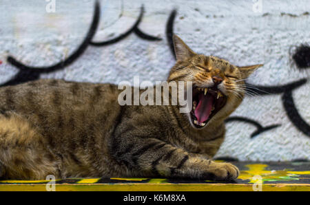 Katze in ein Mittagsschläfchen auf einer Straße Bank in Sofia. Stockfoto