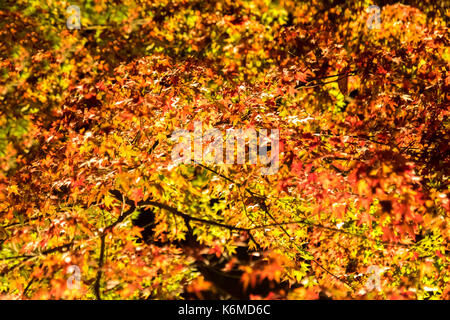 Bunte Blätter an den Bäumen sind nachts beleuchtet. Stockfoto