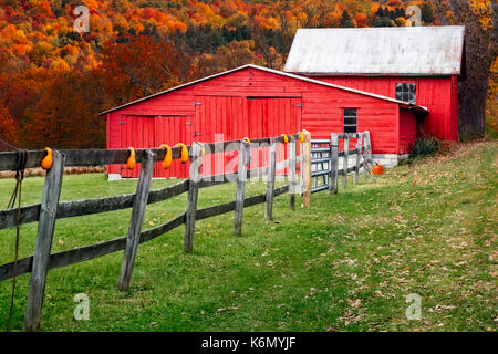 Rote Scheune im Herbst - rote Ställe mit Herbst Dekorationen entlang einer hölzernen Zaun gegen die Spitze Farben der Herbst Laub im Hudson Valley Gegend von New Y Stockfoto