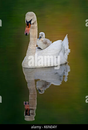 Weiblichen Höckerschwan mit ihr vor kurzem geboren Cygnet im Teich schwimmen. Stockfoto