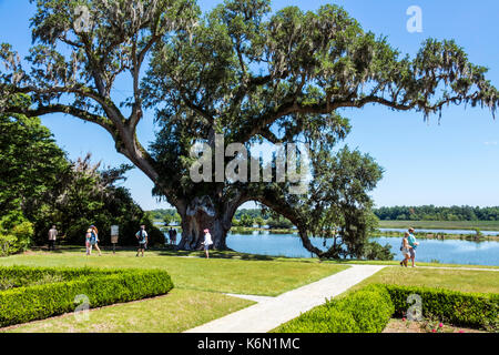 Charleston South Carolina, Middleton Place, Ashley River, Reisplantage, Vorkriegsäpfel, 1730, Garten, lebende Eiche, Middleton Oak, SC170514176 Stockfoto