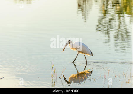 Ein Planschbecken Holz Storch, mycteria Americana, auf der Suche nach Fisch in West Central Florida See. Stockfoto