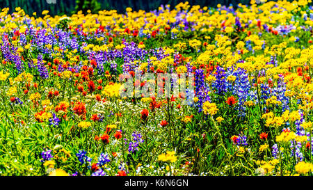 Eine Fülle von Wildblumen in der hochalpinen Der Shuswap Hochland in Zentral British Columbia Kanada Stockfoto