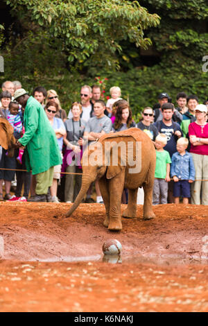 Kinder baby Afrikanischen Busch Elefant (Loxodonta africana) während der Fütterung an David Sheldrick das Elefanten Waisenhaus, Nairobi, Kenia Stockfoto