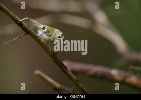 Chiffchaff (Phylloscopus collybita) im Frühjahr, Europa Stockfoto