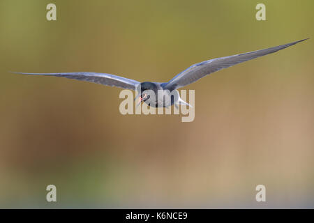 Schwarz Tern (Chlidonias niger) im Flug, Frühling, Europa. Stockfoto