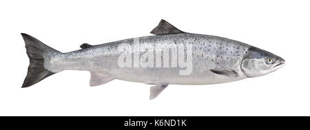 Den Atlantischen Lachs - Salmo salar Stockfoto