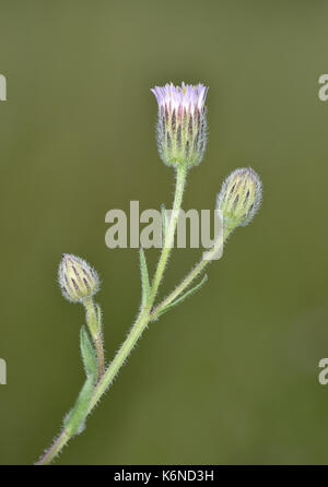 Blau Berufskraut - erigeron Acer Stockfoto