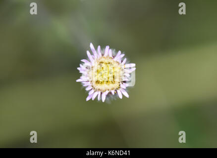 Blau Berufskraut - erigeron Acer Stockfoto