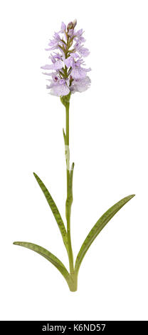 Heide gesichtet - Orchidee - Dactylorhiza maculata Stockfoto