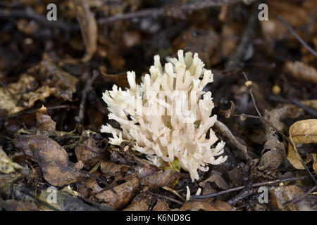 Aufrechte Coral - Ramaria stricta Stockfoto