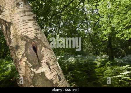 Moor-birke - Betula pubescens Stockfoto