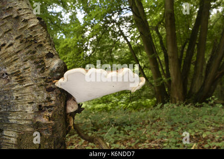 Birke Polypore - Piptoporus betulinus Stockfoto