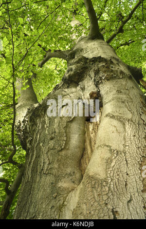 Buche Fagus sylvatica Stockfoto