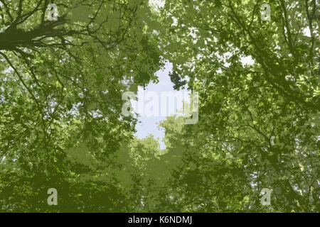 Abstrakte woodland Canopy Stockfoto